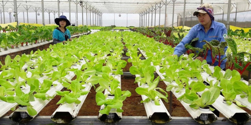 Luật Hợp Tác Xã Mới Nhất - Thay Đổi Và Cơ Hội 3 Anh trong bai 32 3